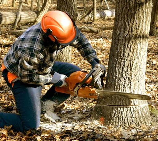 Tree Removal in Grant, OK